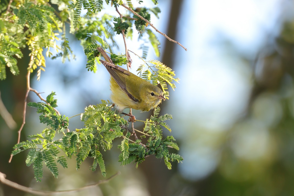 Червоїд світлобровий - ML645619488