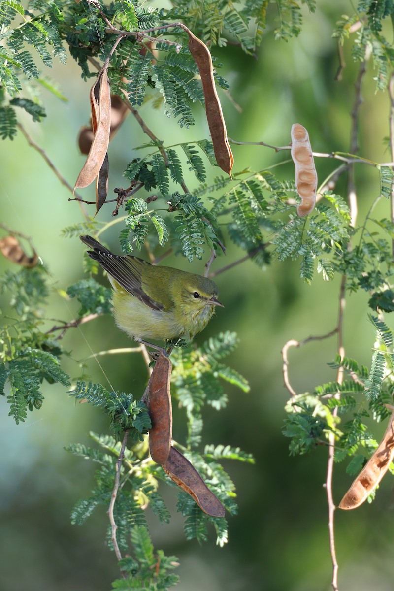 Червоїд світлобровий - ML645619489