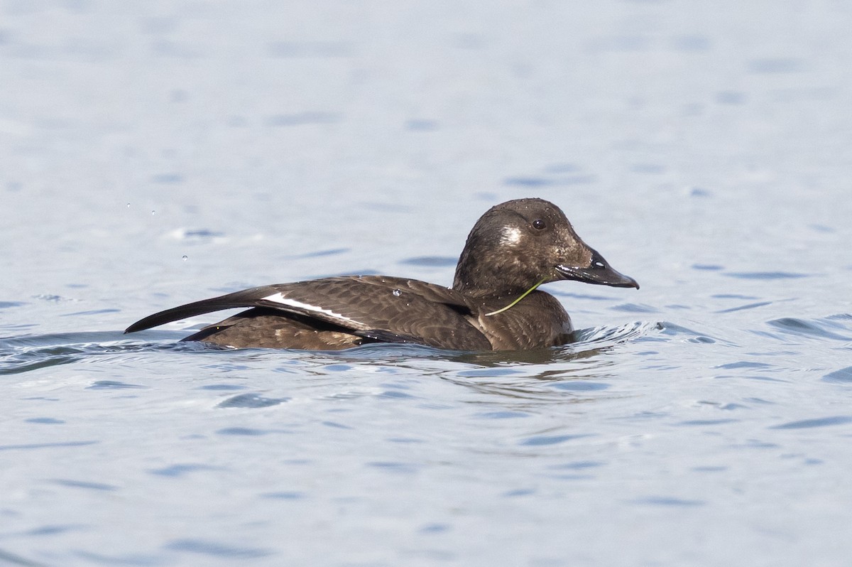 Турпан горбатодзьобий - ML645619490