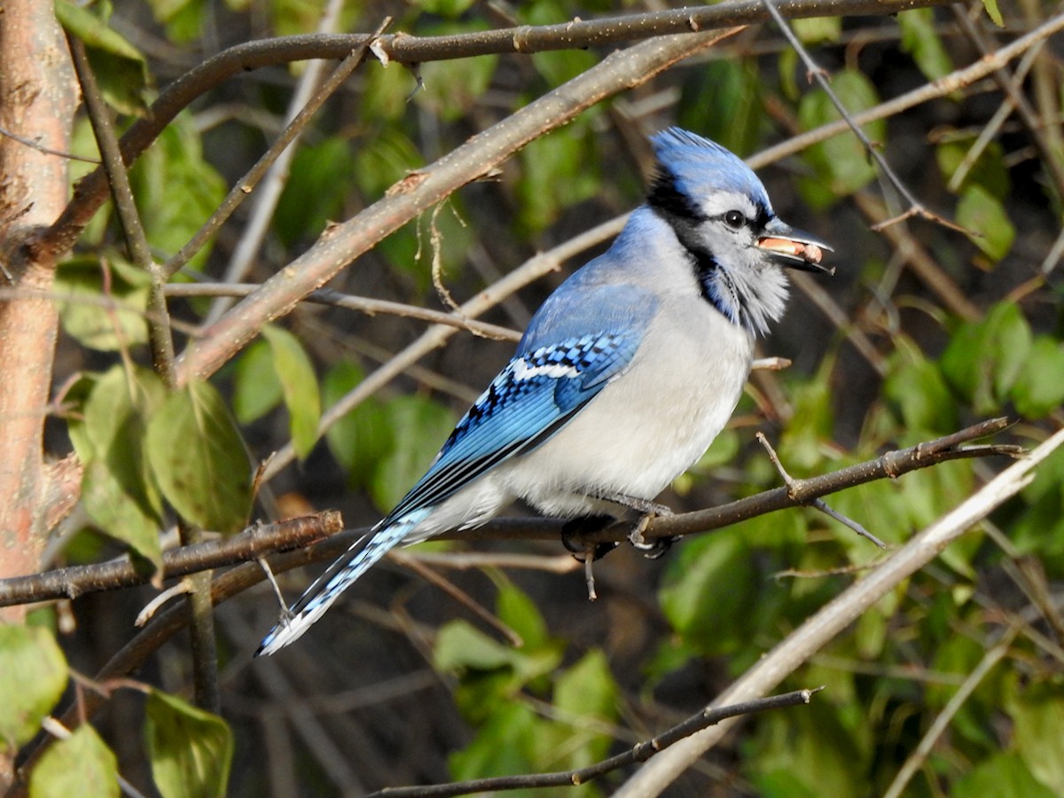 Сизойка блакитна - ML645619491