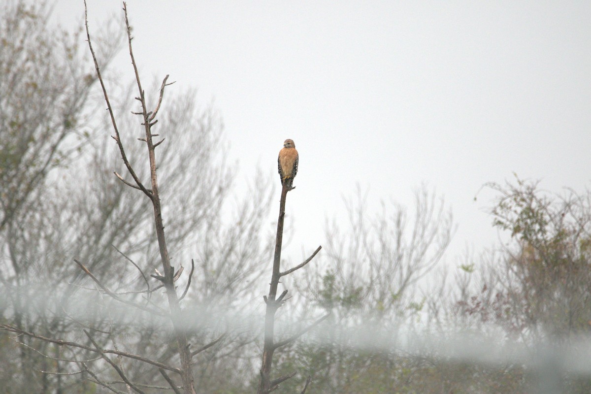 Канюк рудоплечий - ML645619492