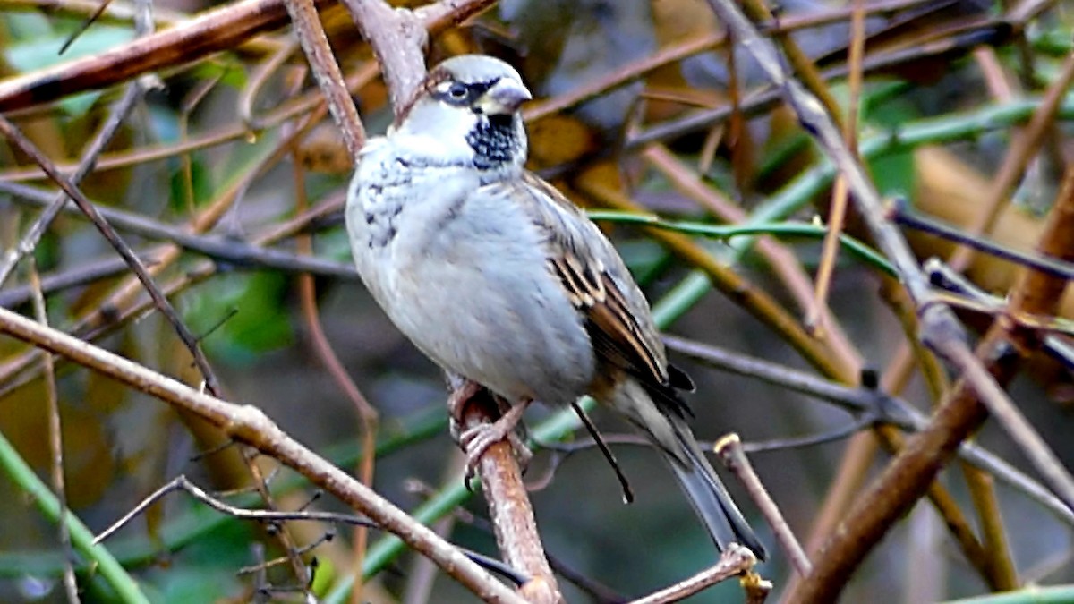 Горобець хатній - ML645619493