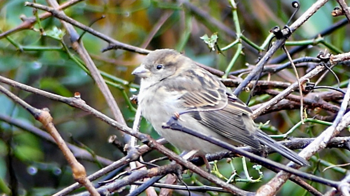 Горобець хатній - ML645619494