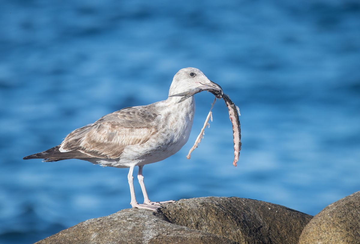 Мартин мексиканський - ML645619495