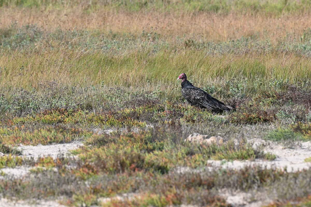 Катарта червоноголова - ML645619496