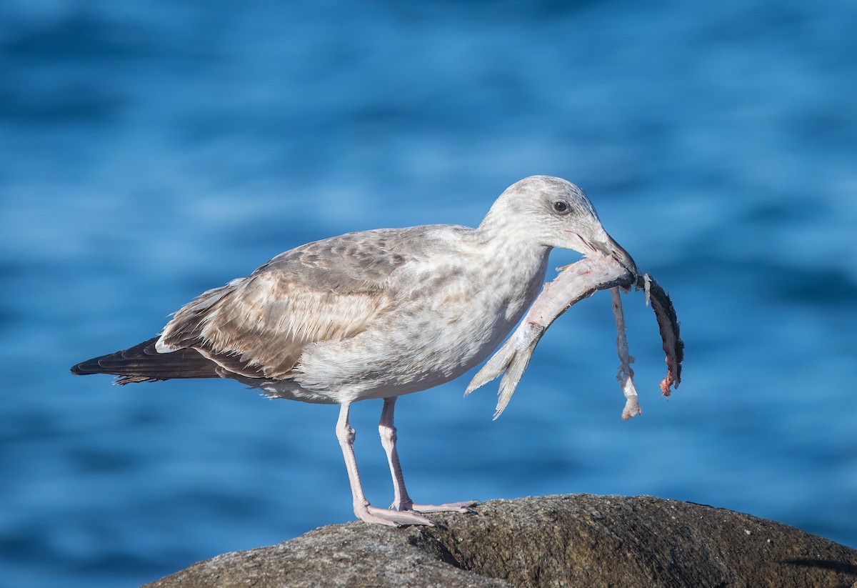 Мартин мексиканський - ML645619497