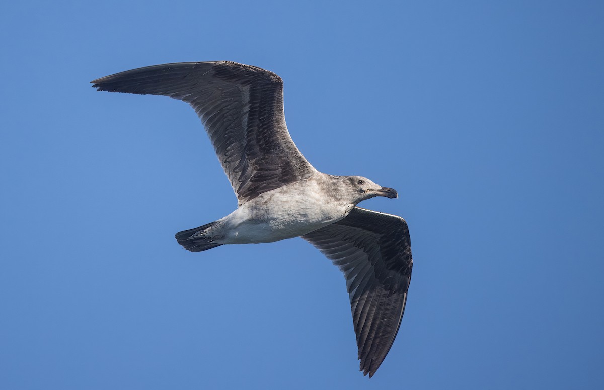 Мартин мексиканський - ML645619498