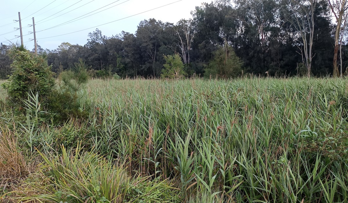 Бугайчик австралійський - ML645619500