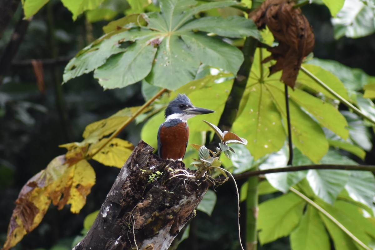 Рибалочка-чубань неотропічний - ML645619501