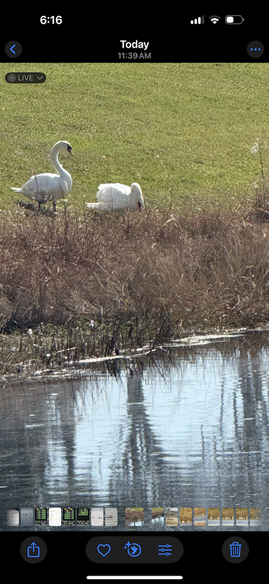 Лебідь-шипун - ML645619502