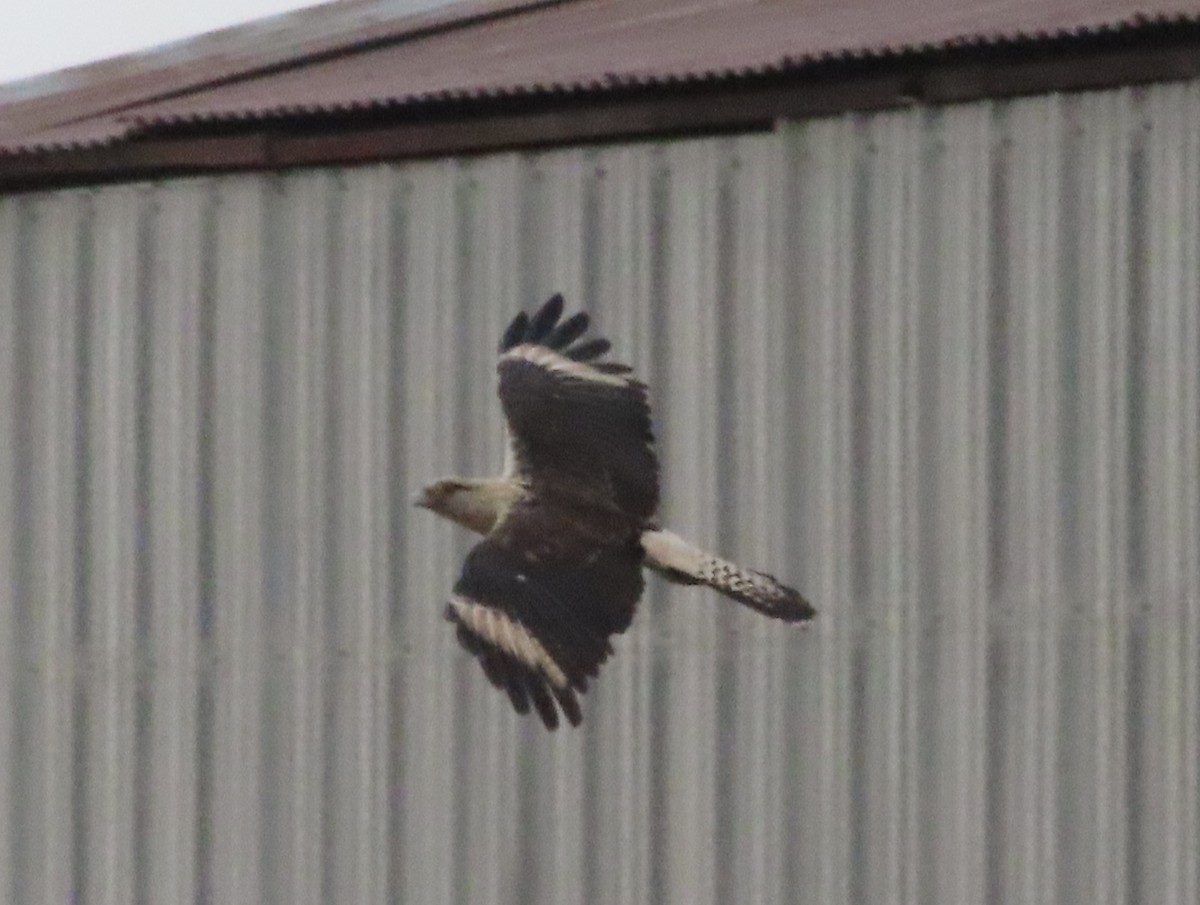 Хімахіма - ML645619504