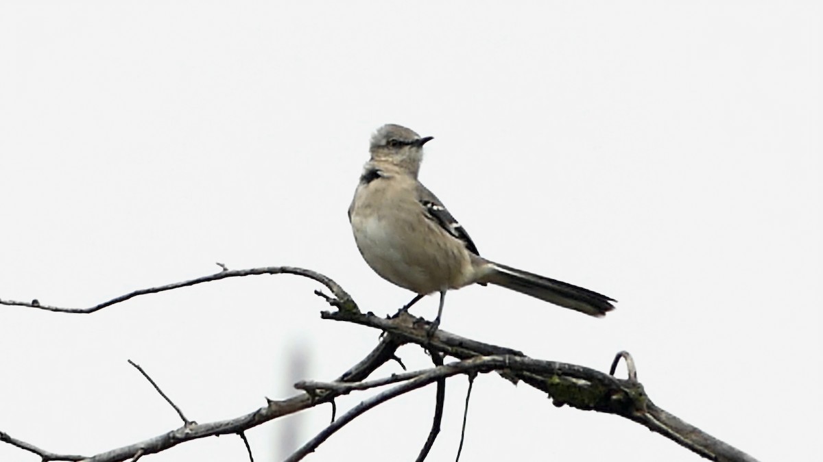 Пересмішник багатоголосий - ML645619506