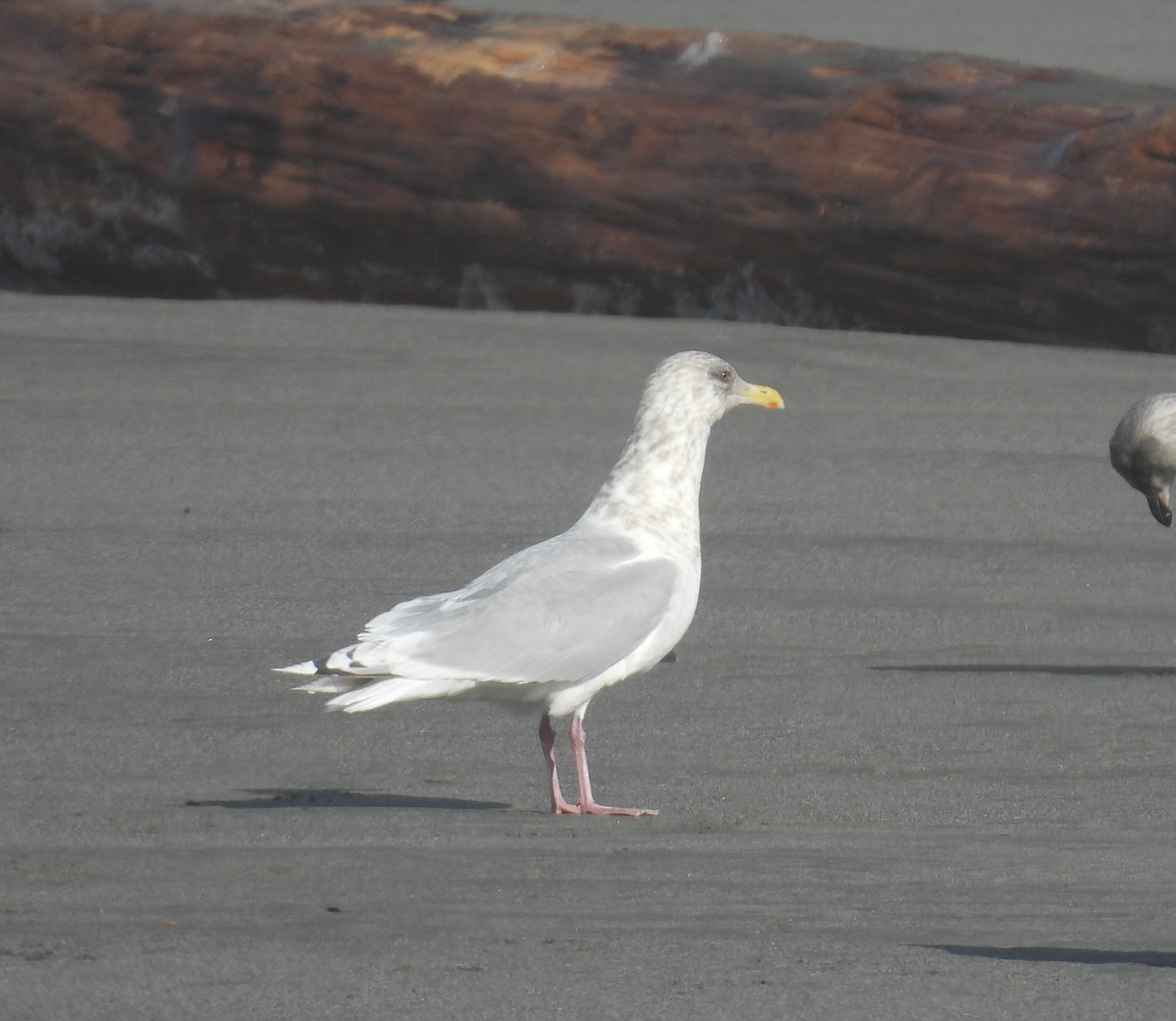 Мартиновий sp. - ML645619507