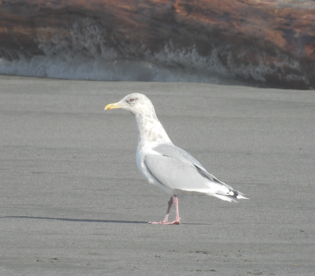 Мартиновий sp. - ML645619508