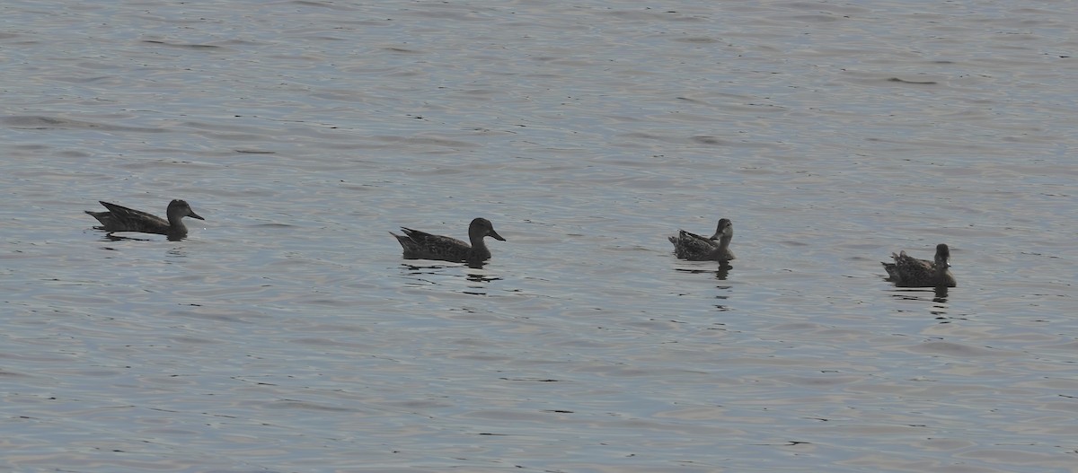 Чирянка блакитнокрила - ML645619509