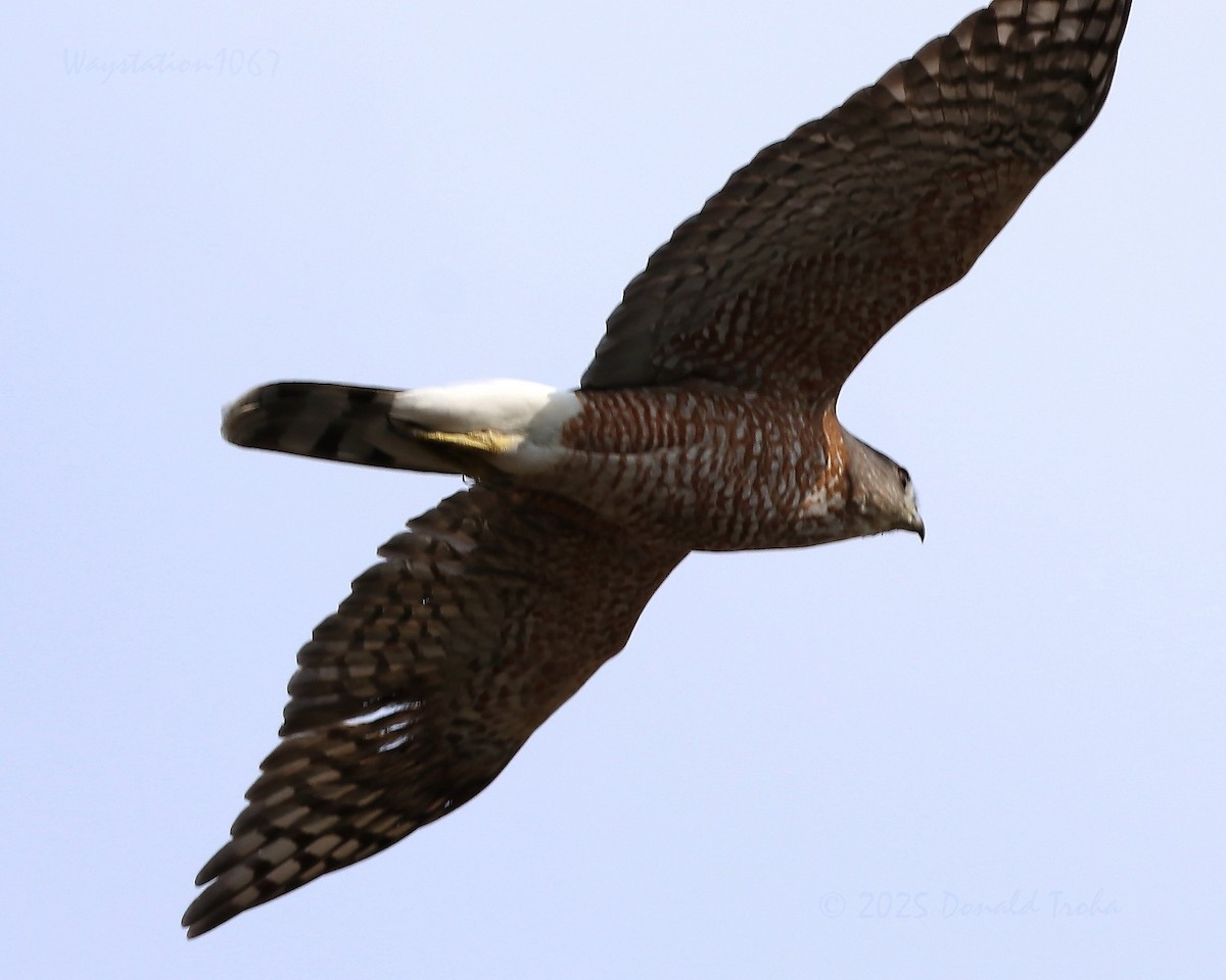 Яструб чорноголовий - ML645619511