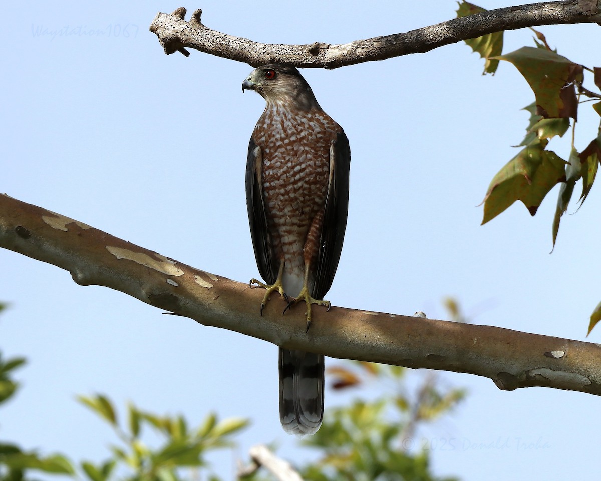 Яструб чорноголовий - ML645619512