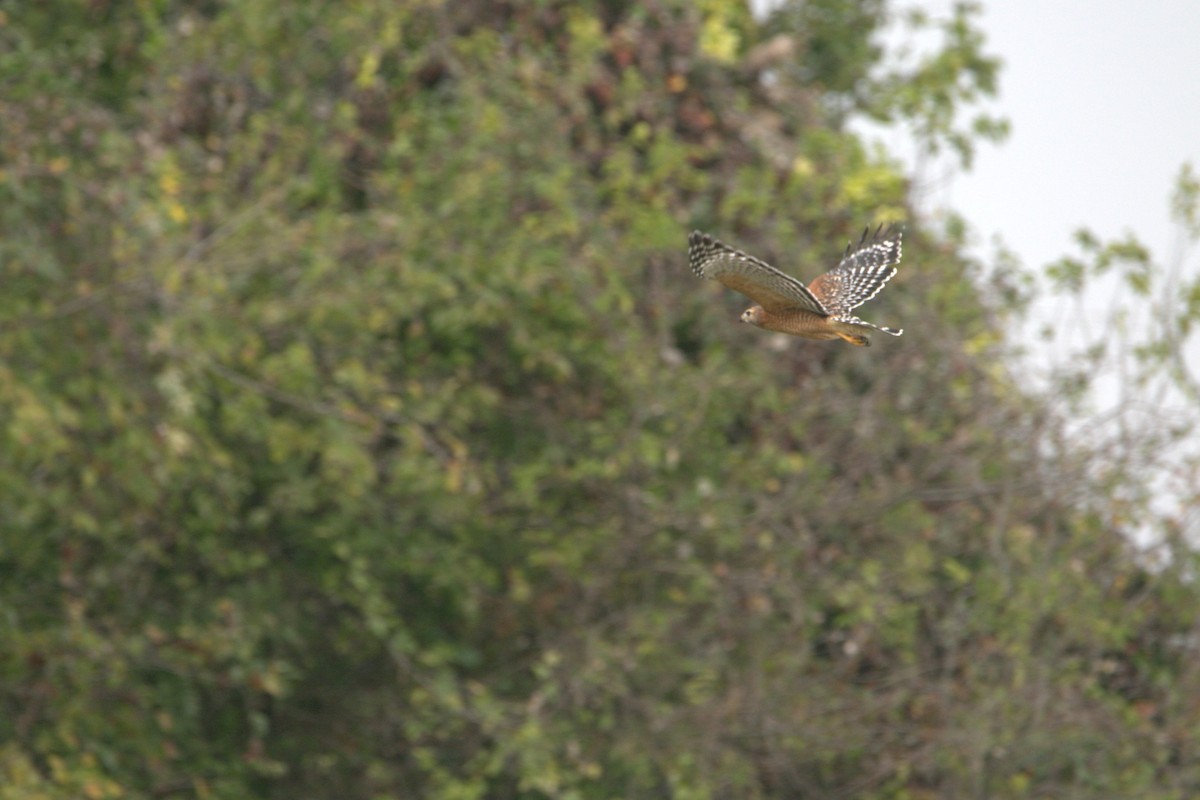 Канюк рудоплечий - ML645619513