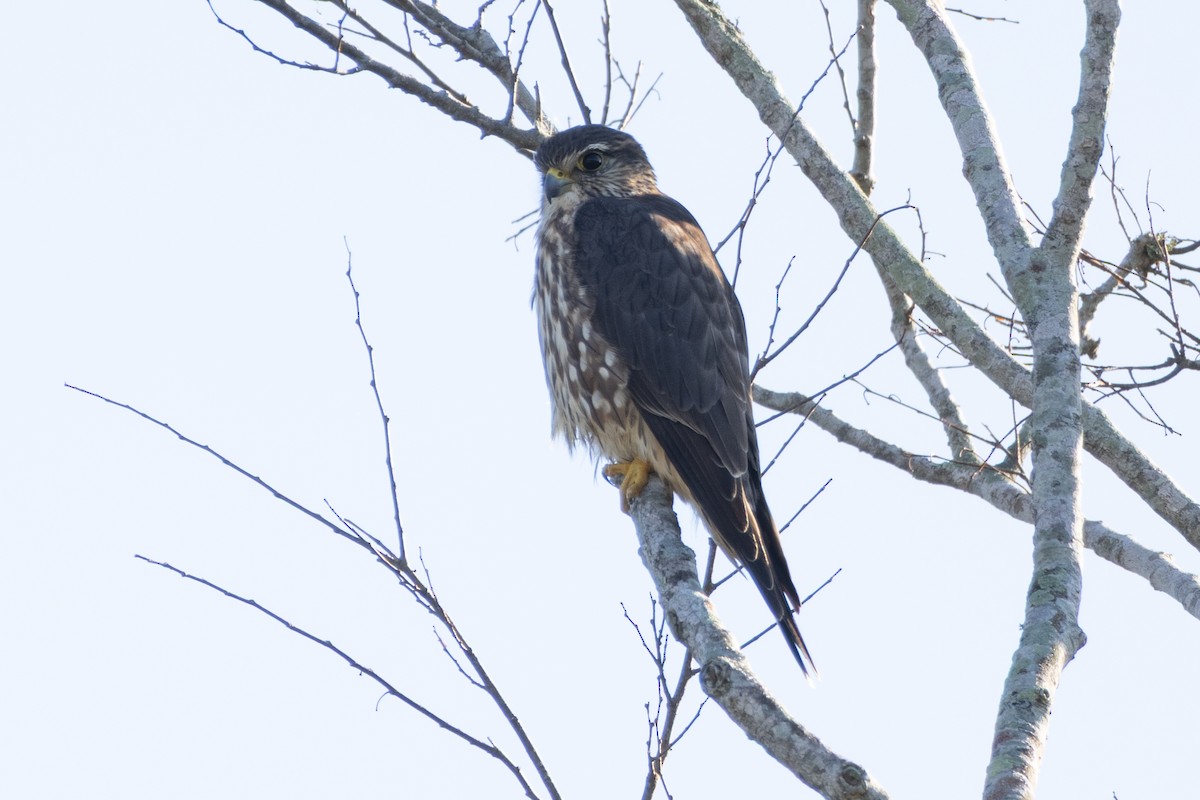 Підсоколик малий - ML645619514
