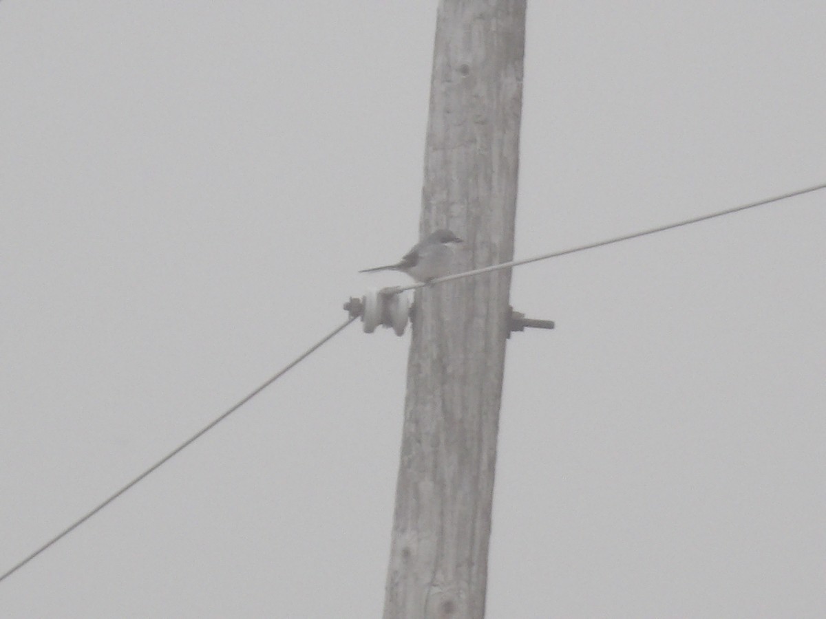 Loggerhead Shrike - ML645619523