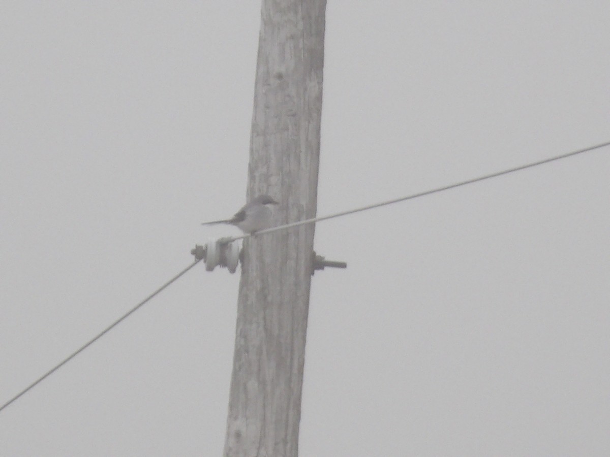 Loggerhead Shrike - ML645619524