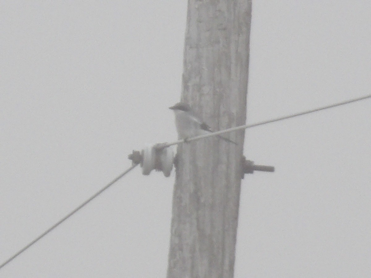 Loggerhead Shrike - ML645619525