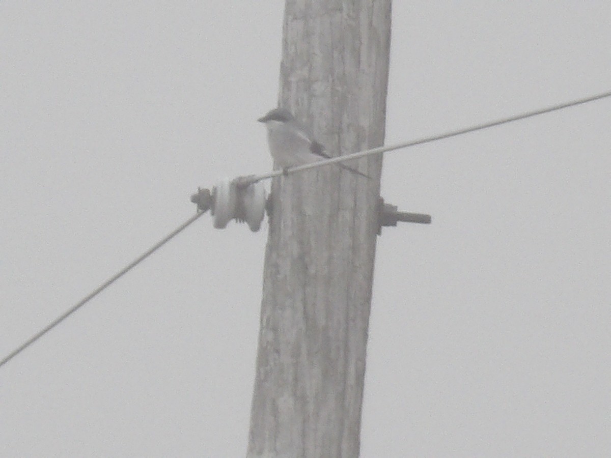 Loggerhead Shrike - ML645619527