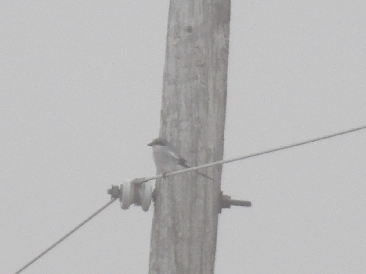 Loggerhead Shrike - ML645619528
