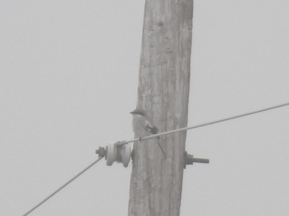 Loggerhead Shrike - ML645619529