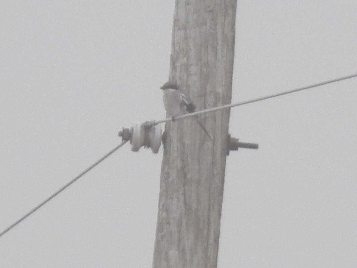 Loggerhead Shrike - ML645619530