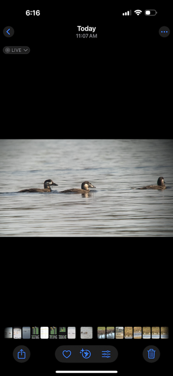 turpan žlutozobý - ML645619531