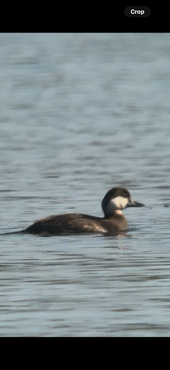 turpan žlutozobý - ML645619532