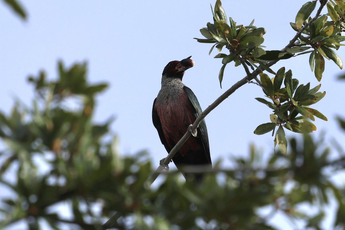 Blutgesichtspecht - ML645619541