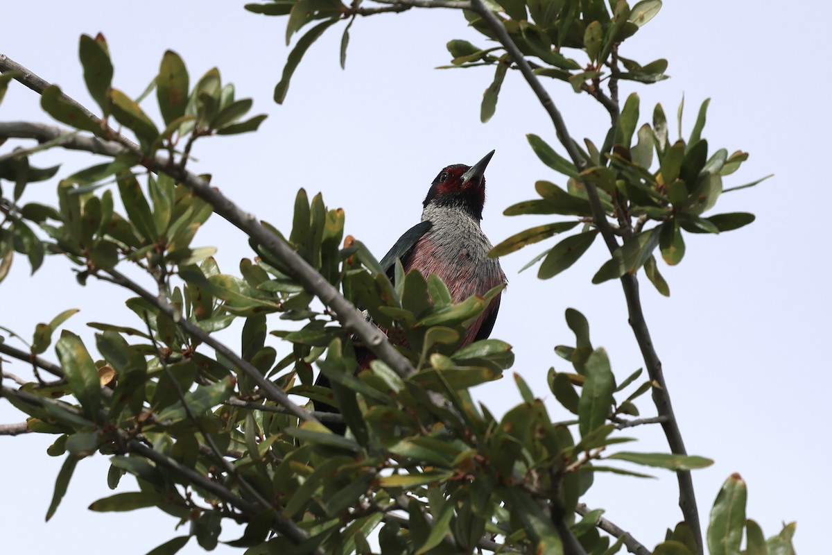 Blutgesichtspecht - ML645619542