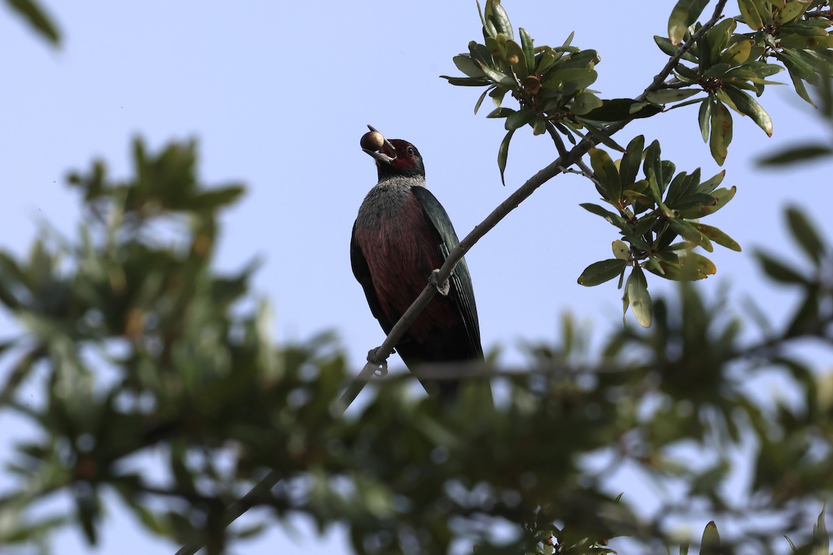 Blutgesichtspecht - ML645619543