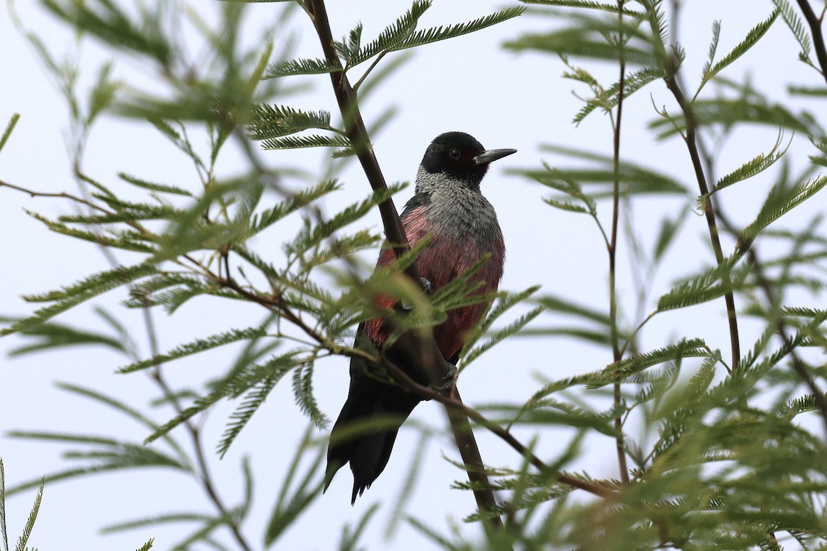 Blutgesichtspecht - ML645619544