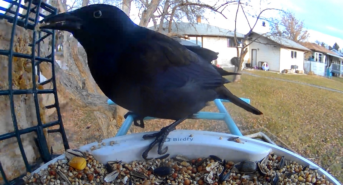 Common Grackle - ML645619557