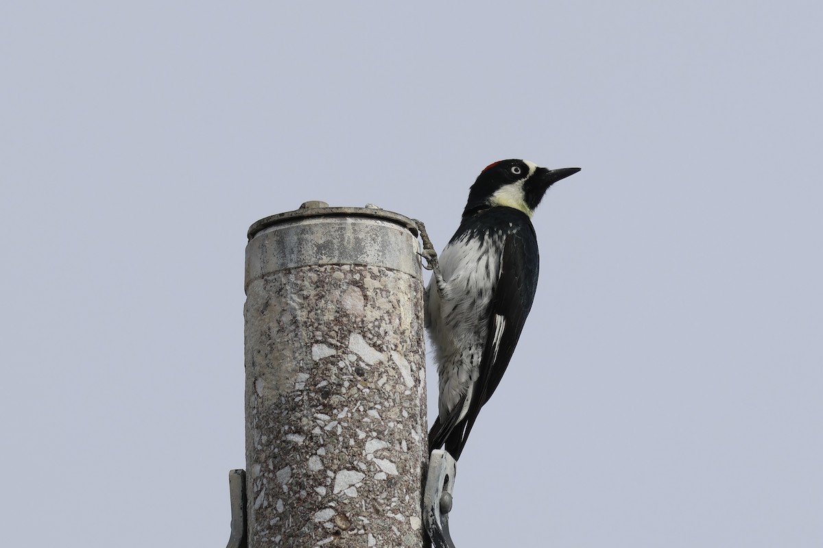 Acorn Woodpecker - ML645619558