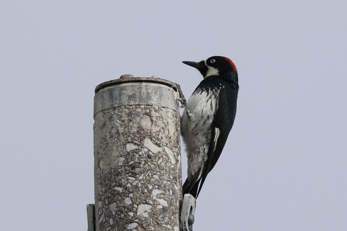 Acorn Woodpecker - ML645619559