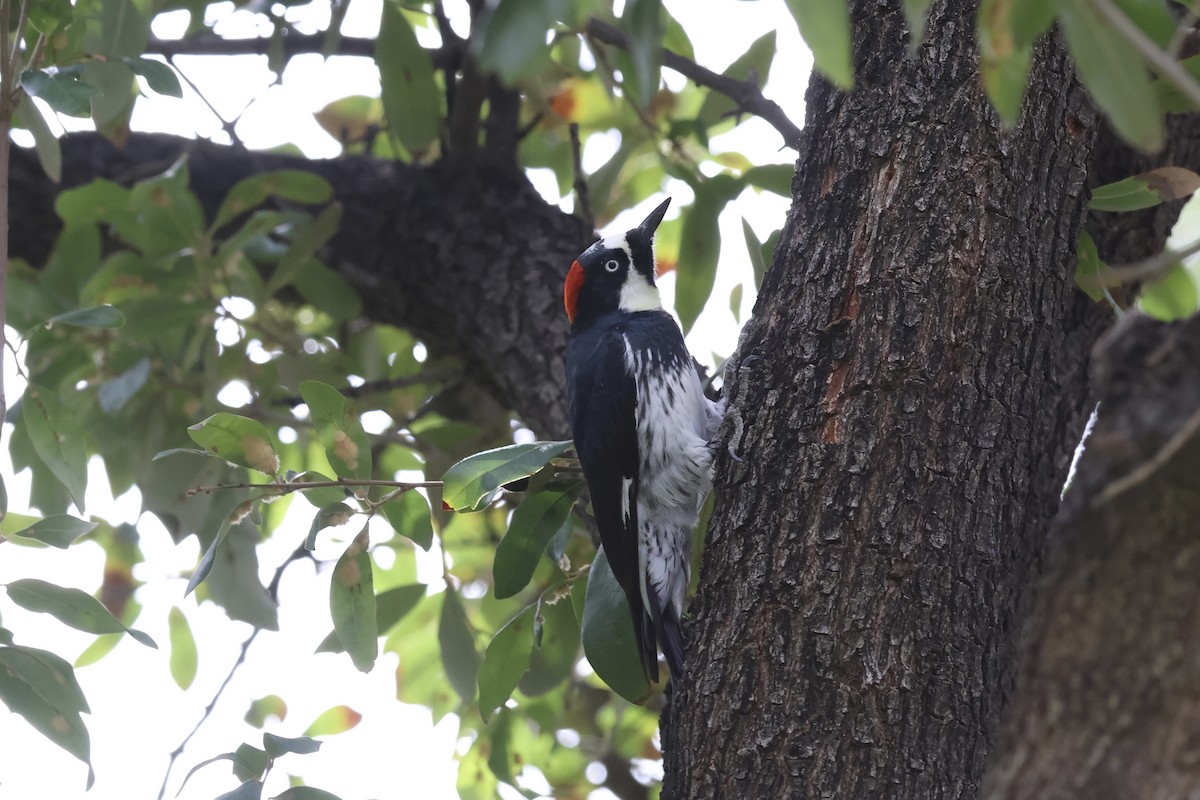 Acorn Woodpecker - ML645619560