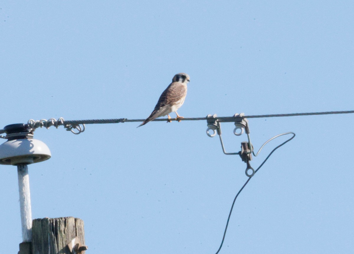 American Kestrel - ML645619561