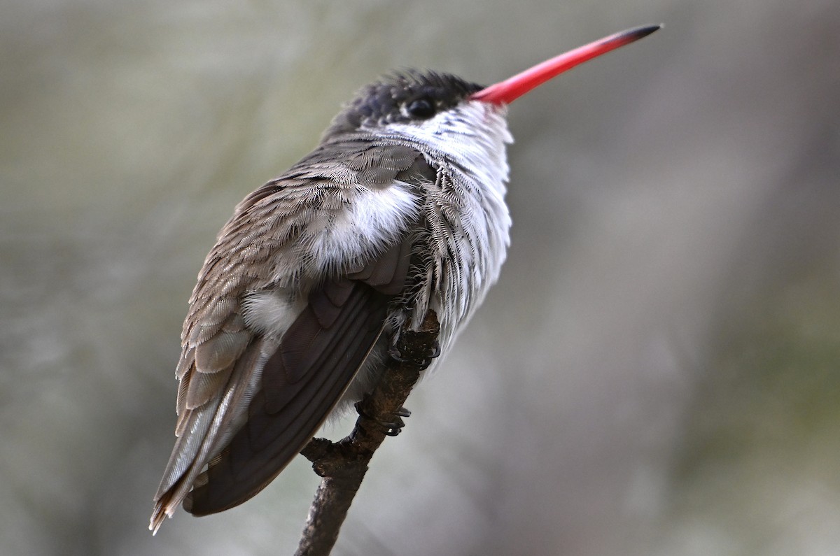 Violet-crowned Hummingbird - ML645619562