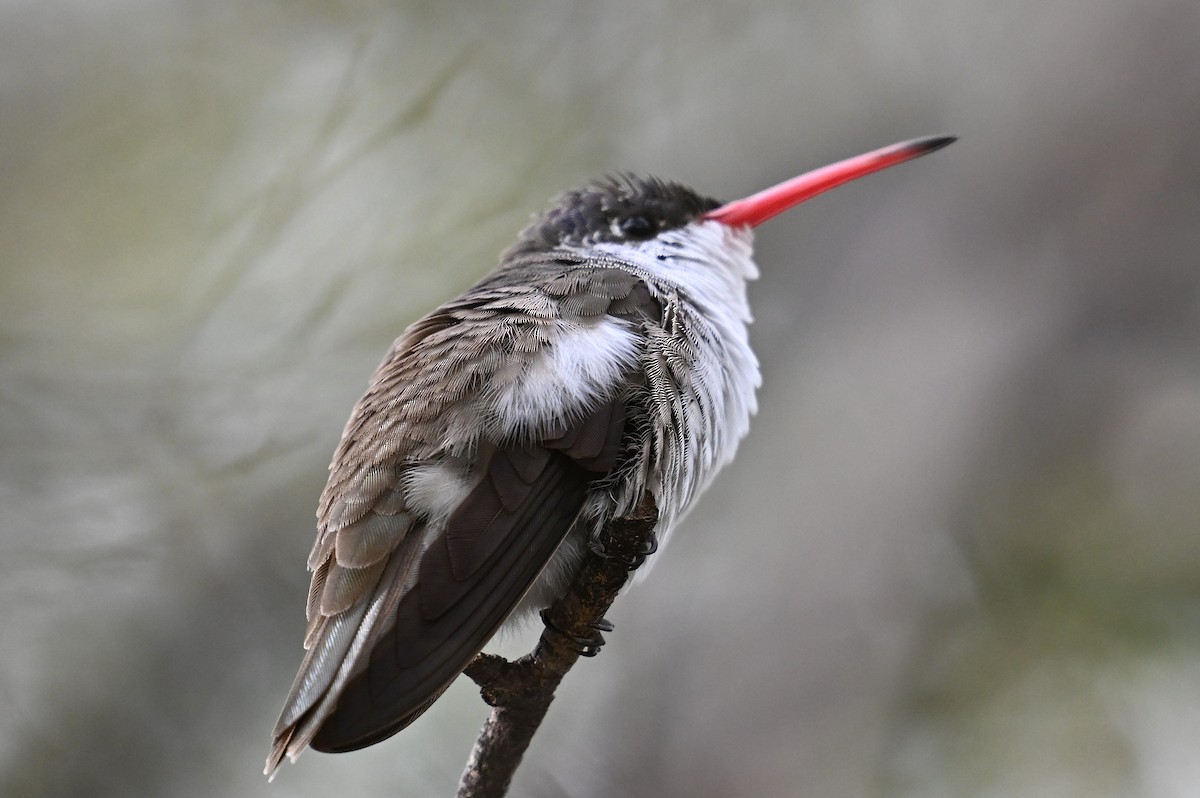 Violet-crowned Hummingbird - ML645619563