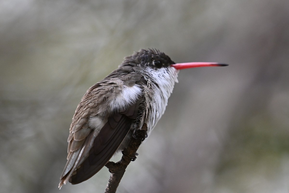 Violet-crowned Hummingbird - ML645619564