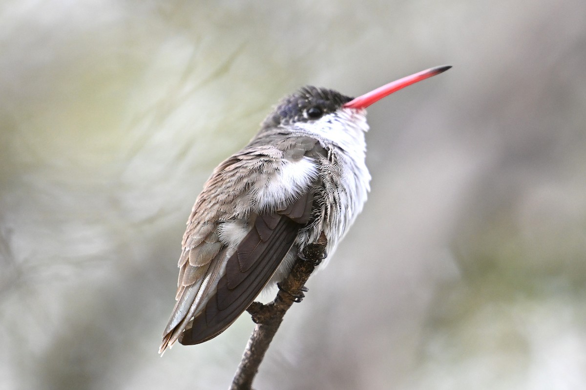 Violet-crowned Hummingbird - ML645619565