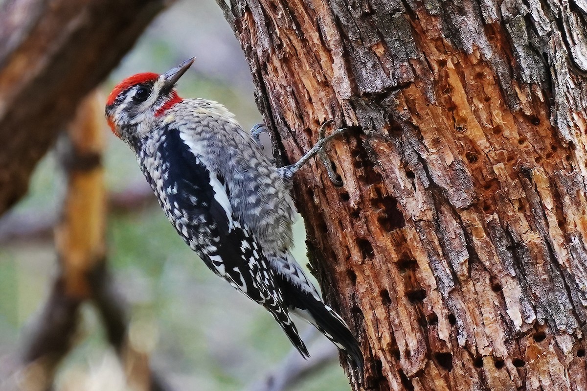 Red-naped Sapsucker - ML645619574