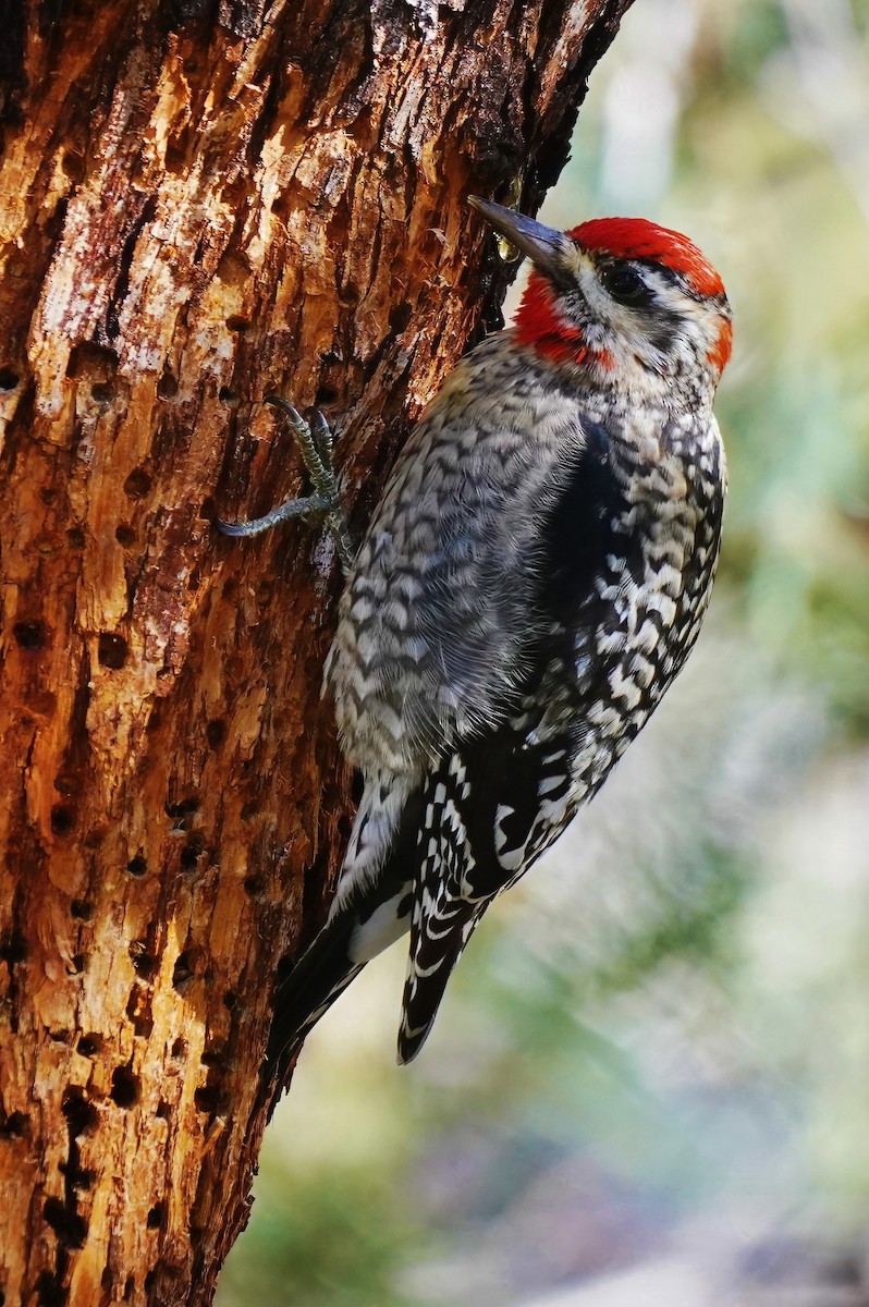 Red-naped Sapsucker - ML645619575