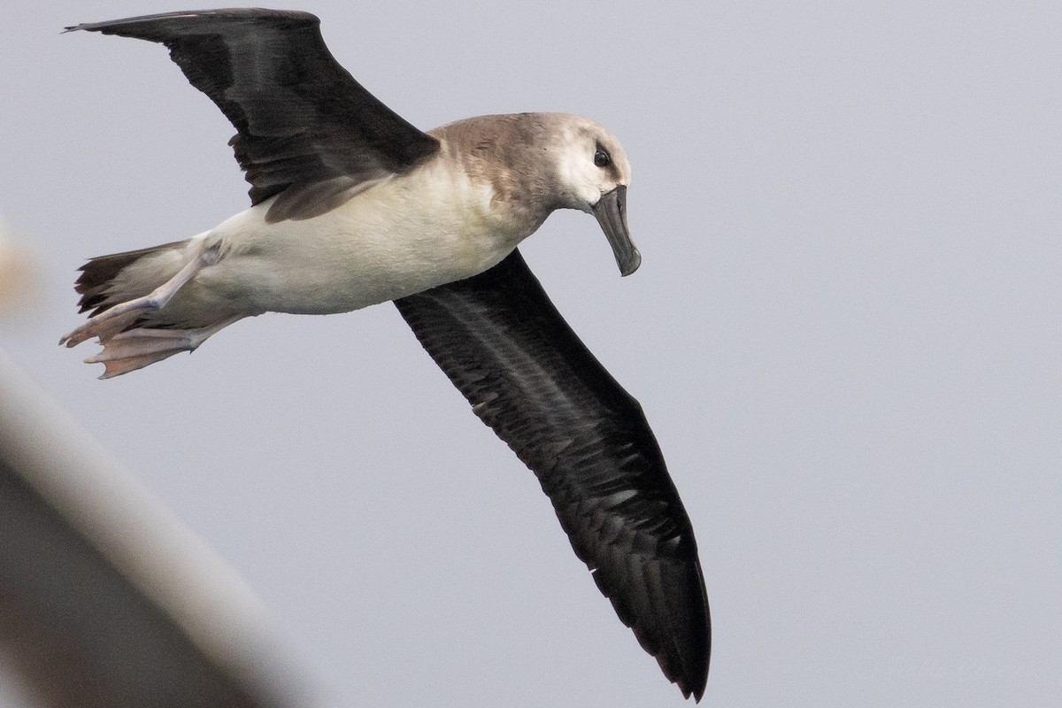 Boz Başlı Albatros - ML645619580