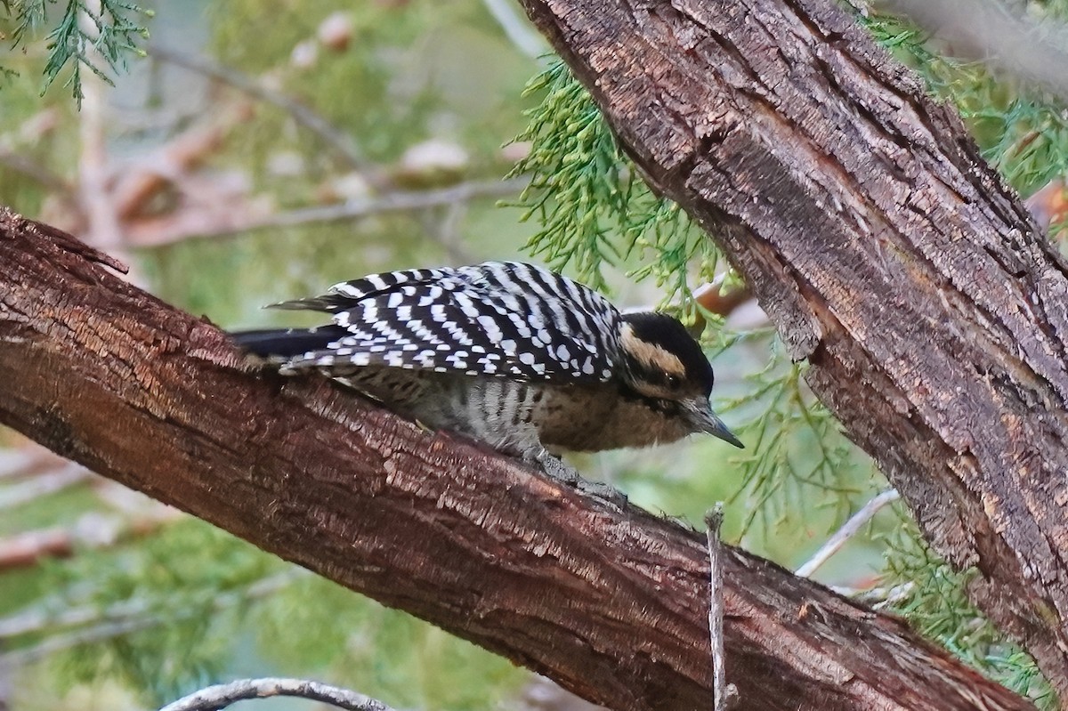 Ladder-backed Woodpecker - ML645619585