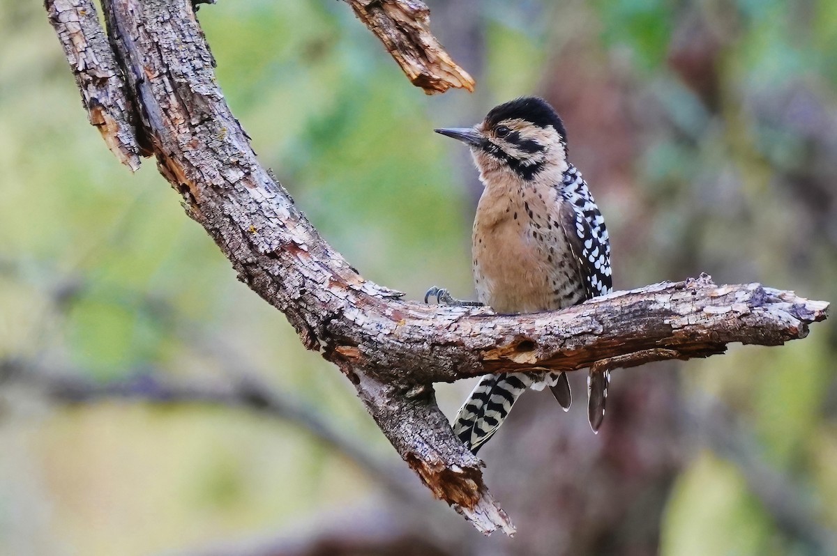 Ladder-backed Woodpecker - ML645619586